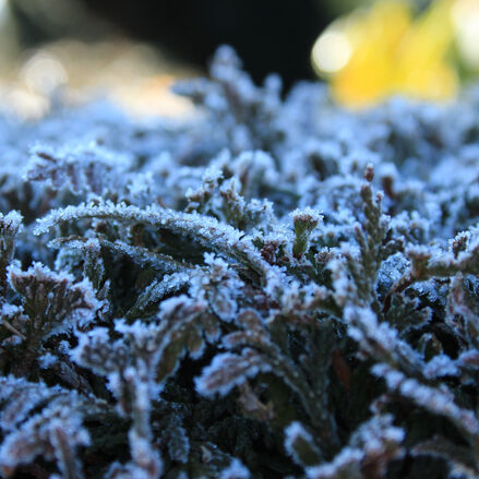 Der Totenmonat November